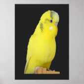 Poster perruche jaune mignonne (Devant)