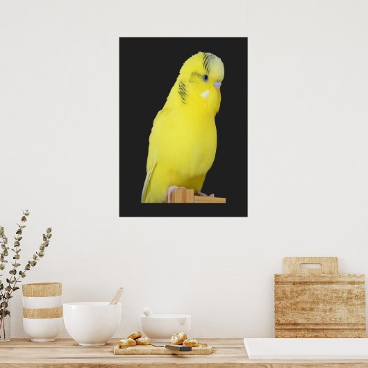 Poster perruche jaune mignonne (Cuisine)