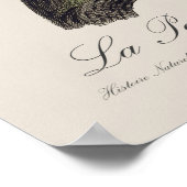 Poster Perruche Moine, Myiopsitta Monachus (Coin)