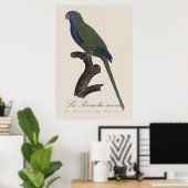 Poster Perruche Moine, Myiopsitta Monachus (Bureau à domicile)