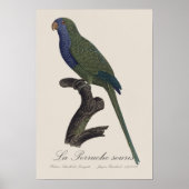 Poster Perruche Moine, Myiopsitta Monachus (Devant)