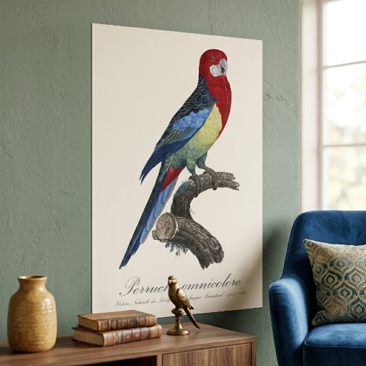 Poster Perruche omnicolore / Rosella oriental