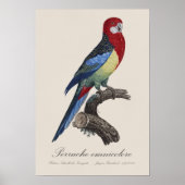 Poster Perruche omnicolore / Rosella oriental (Devant)