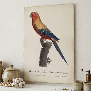 Poster Perruche soleil mâle, Aratinga solstitialis