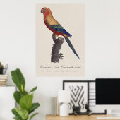 Poster Perruche soleil mâle, Aratinga solstitialis (Bureau à domicile)