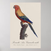 Poster Perruche soleil mâle, Aratinga solstitialis (Devant)