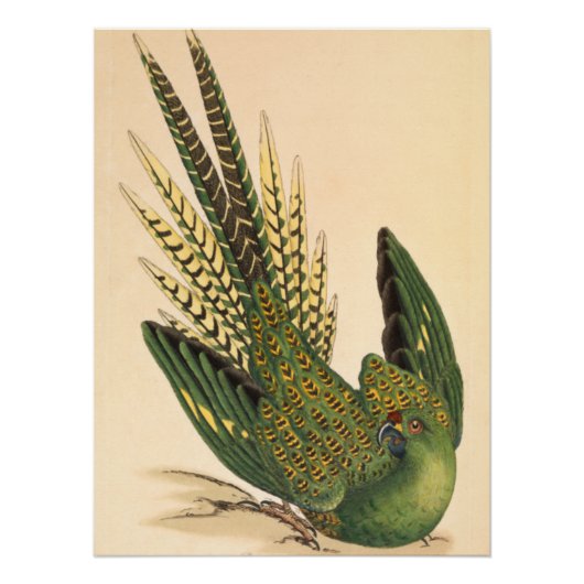 Poster Perruche terrestre de James Sowerby, Psittacus ter (Devant)