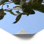 Poster Perruche verte (Coin)