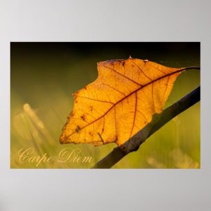 Poster Personalizable Carpe Diem with colorful leaf Poste