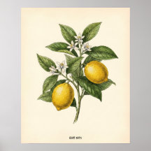 Personalized Vintage Lemon Botanical Farmhouse Kit