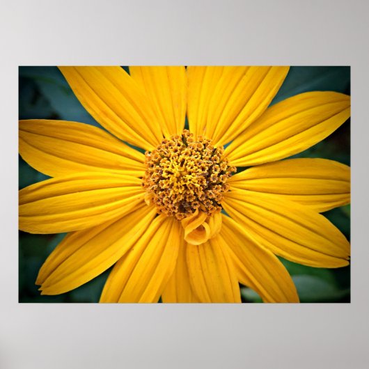 Poster Personnaliser la belle fleur jaune (Devant)