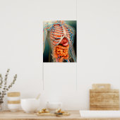 Poster Perspective Du Corps Humain, Des Organes Entiers (Cuisine)