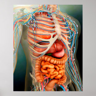 Poster Perspective Du Corps Humain, Des Organes Entiers