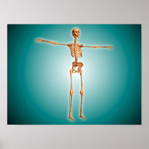 Poster Perspective Du Système Squelettique Humain