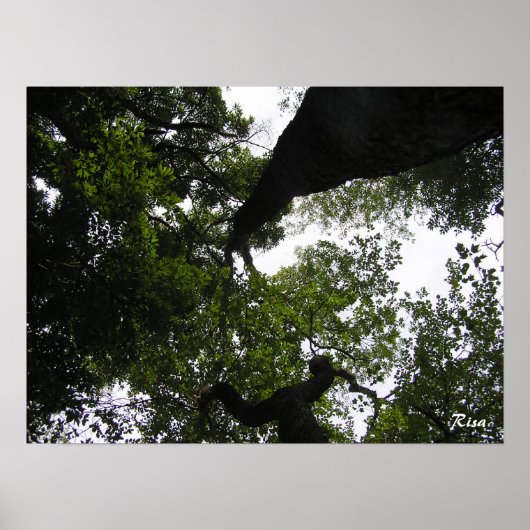 Poster Perspective - Photo Woodland (Devant)