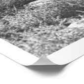 Poster Pet Antelopes. (Coin)