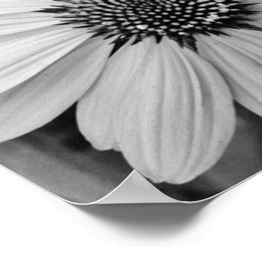 Poster Petal Flower 10x8 (Coin)