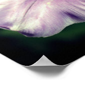 Poster Pétale à fleur de tulipe pourpre simple gros (Coin)