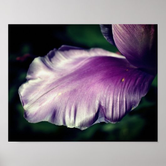 Poster Pétale à fleur de tulipe pourpre simple gros (Devant)