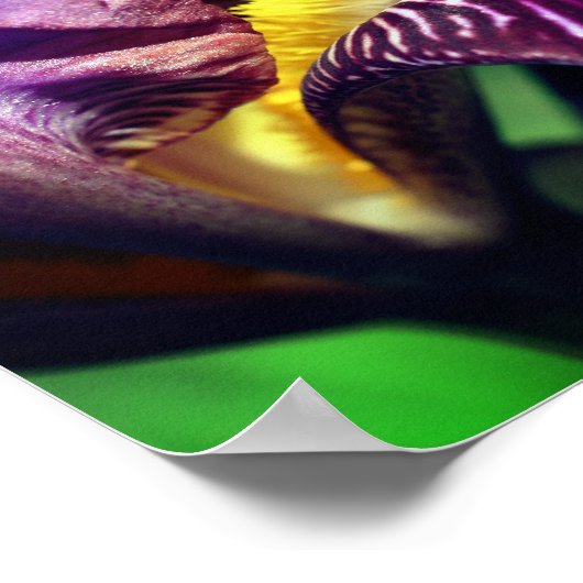 Poster Pétale de fleur Iris à oreille violette Gros plan (Coin)