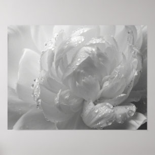 Poster Pétale de Pivoine Macro Monochromatique Éthérée