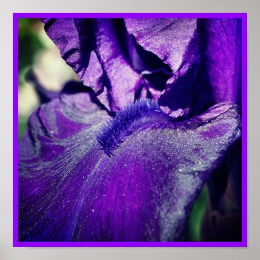 Poster Pétale Fleur Iris Profond Violet Porté (Devant)