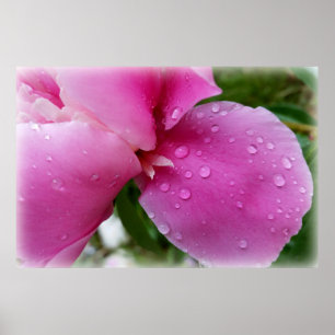 Poster pétale perdue sous la pluie