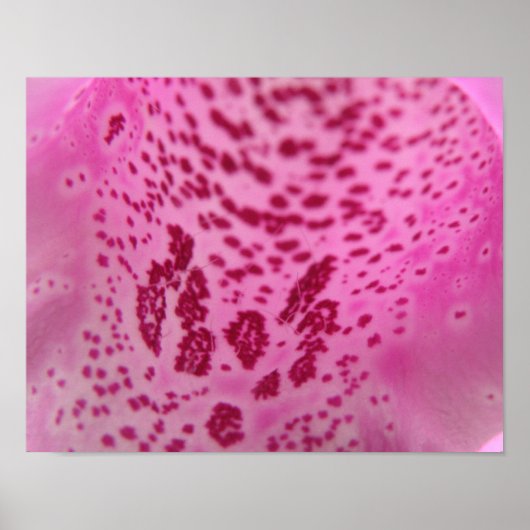 Poster Pétale rose Foxglove (Devant)