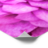 Poster Pétale rose violet éclatement de pétales Art photo (Coin)