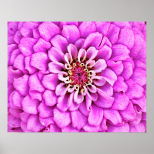 Poster Pétale rose violet éclatement de pétales Art photo