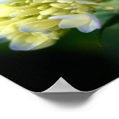Poster Pétales à fleurs d'Hydrangée Bleue Douce (Coin)