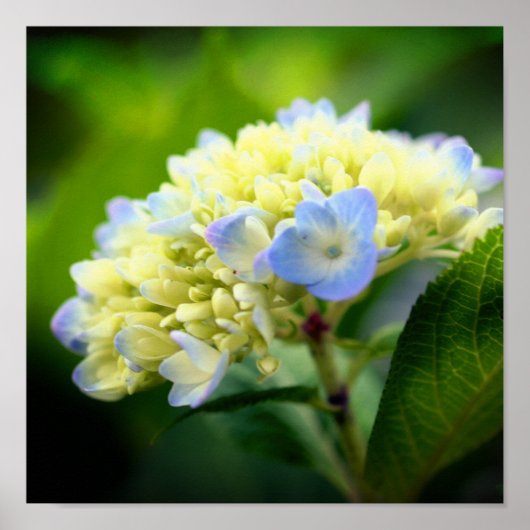 Poster Pétales à fleurs d'Hydrangée Bleue Douce (Devant)