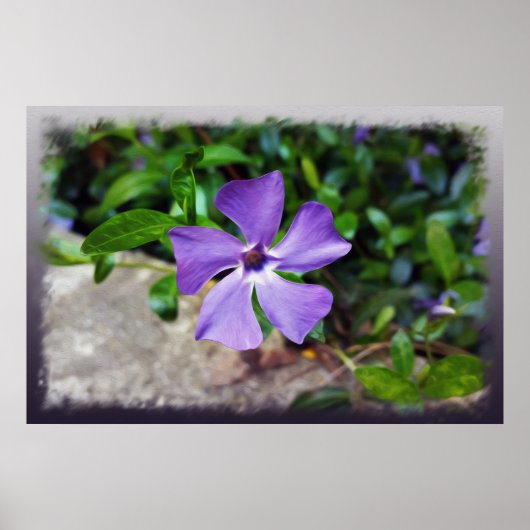 Poster Pétales bleu violet (Devant)