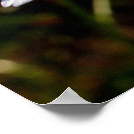 Poster Pétales De Blanc (Coin)