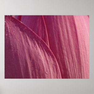 Poster Pétales de fleur de lotus rose floral