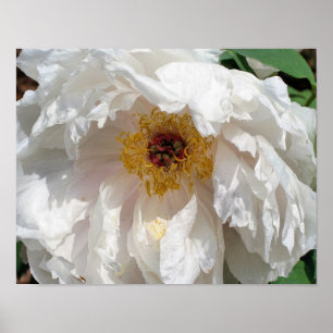 Poster Pétales De Fleur De Peine Blanche Au Pollen