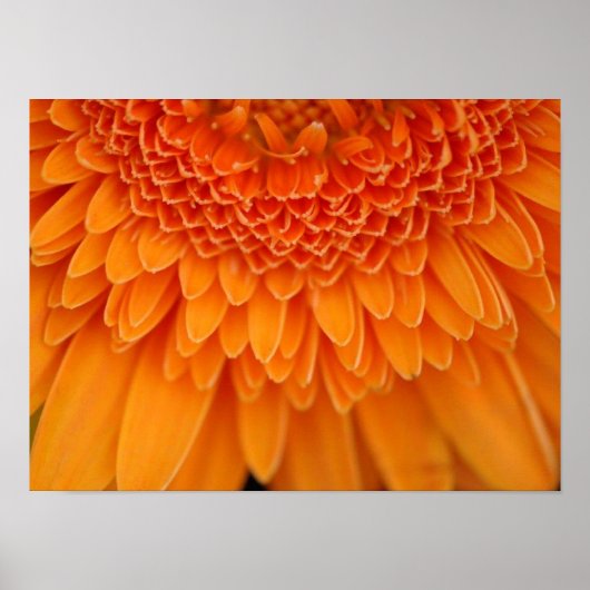 Poster Pétales de fleurs (Devant)