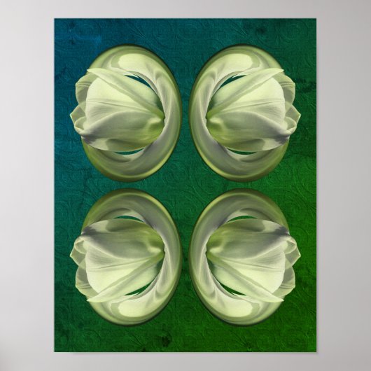 Poster Pétales de fleurs de tulipes blanches Abstraites (Devant)