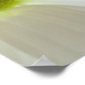 Poster Pétales de marguerite blanche (Coin)