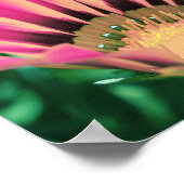 Poster Pétales de marguerite rose chaud (Coin)