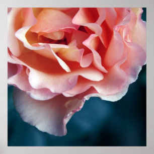 Poster Pétales de rose rose délicate Macro Abstrait