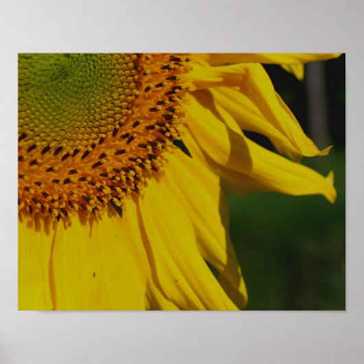 Poster Pétales De Tournesol Près (Devant)
