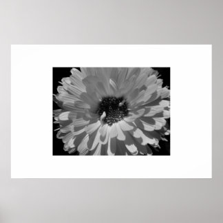 Poster Pétales en noir et blanc