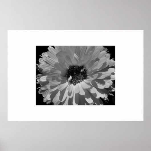 Poster Pétales en noir et blanc (Devant)