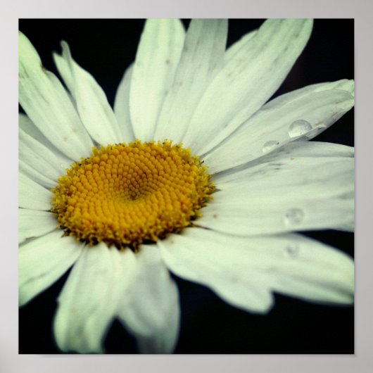 Poster Pétales Fleurs Faisées De Faisière Avec Arrosage (Devant)