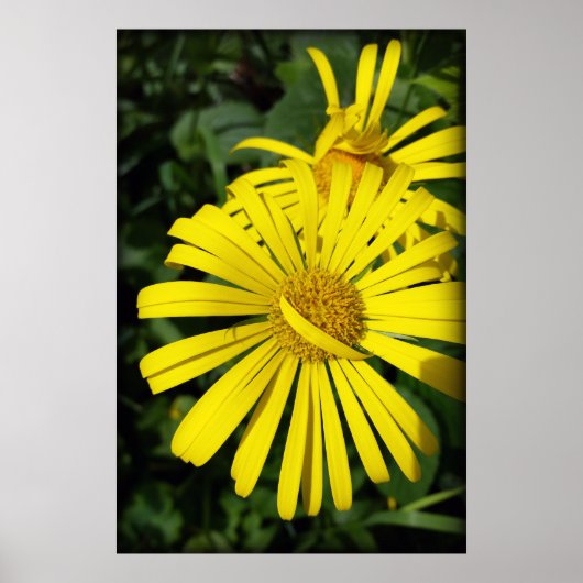 Poster pétales rebelles (Devant)