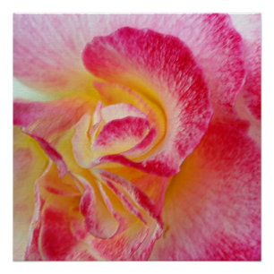 Poster pétales rose jaune