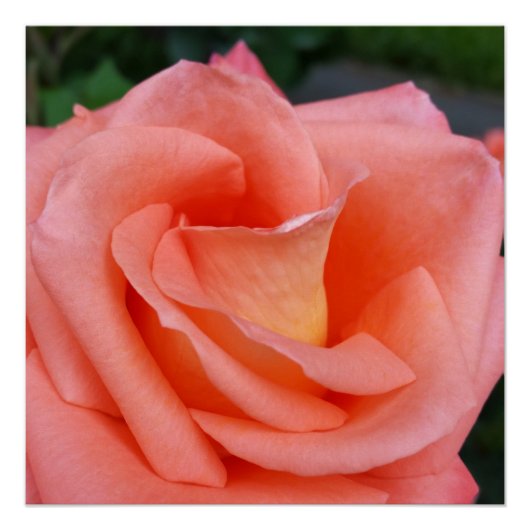 Poster pétales roses (Devant)