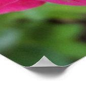 Poster pétales roses (Coin)