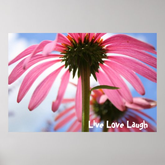 Poster Pétales roses (Devant)